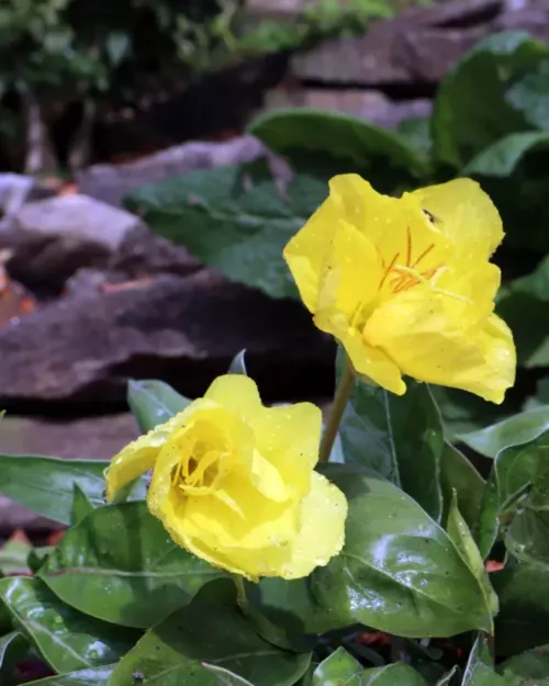 Oenothera macrocarpa - Missouri-Nachtkerze