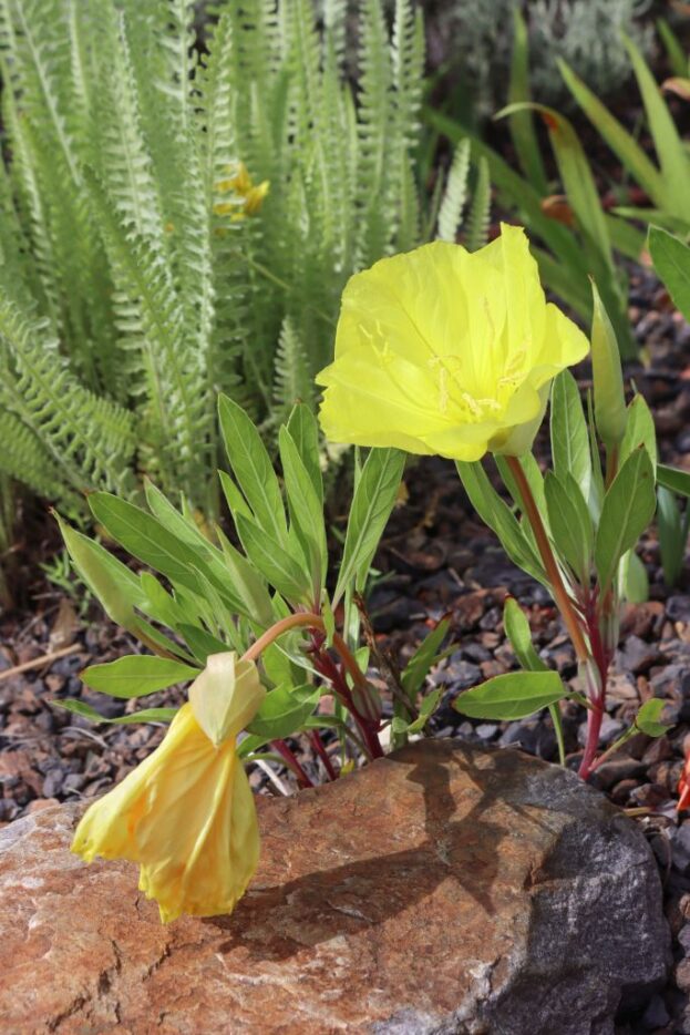 Oenothera macrocarpa - Missouri-Nachtkerze