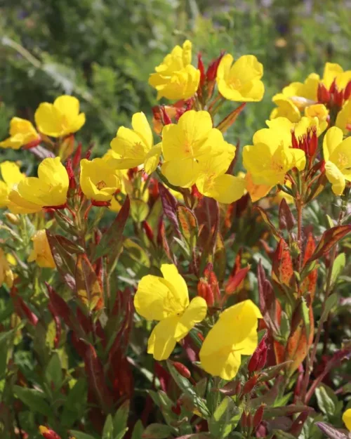 Oenothera pilosella 'Yella Fella', Wiesen-Nachtkerze