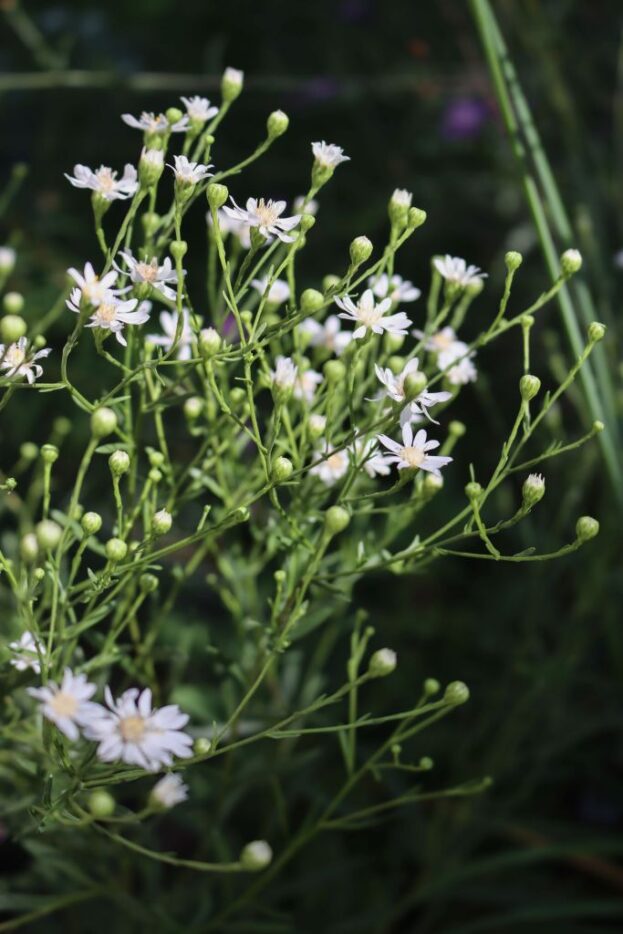 Oligoneuron album (Solidago ptarmicoides), Weiße Prärieaster