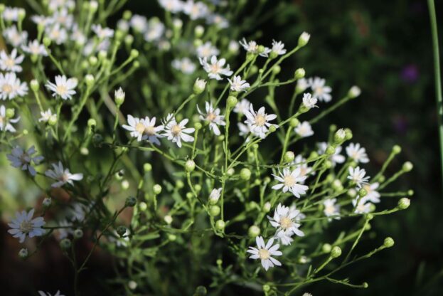 Oligoneuron album (Solidago ptarmicoides), Weiße Prärieaster