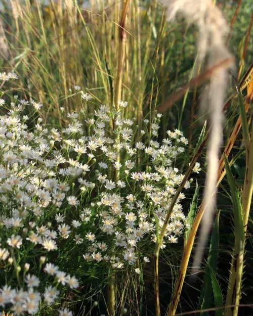 Oligoneuron album (Solidago ptarmicoides), Weiße Prärieaster