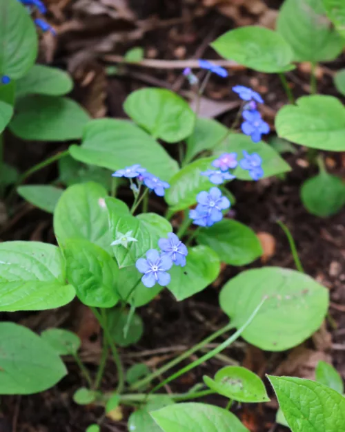 Omphalodes verna, Vergissmeinnicht