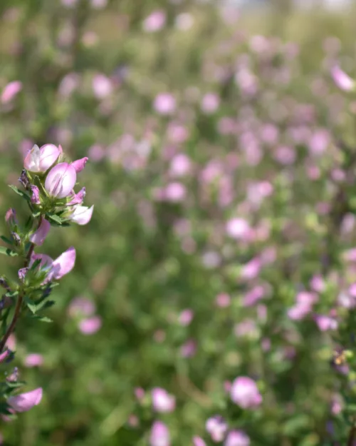 Ononis spinosa, Dornige Hauhechel