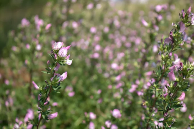 Ononis spinosa, Dornige Hauhechel