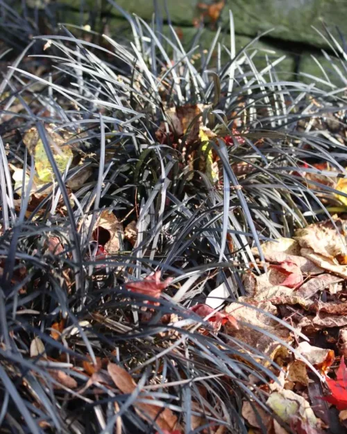 Ophiopogon planiscapus 'Nigrescens', Schlangenbart