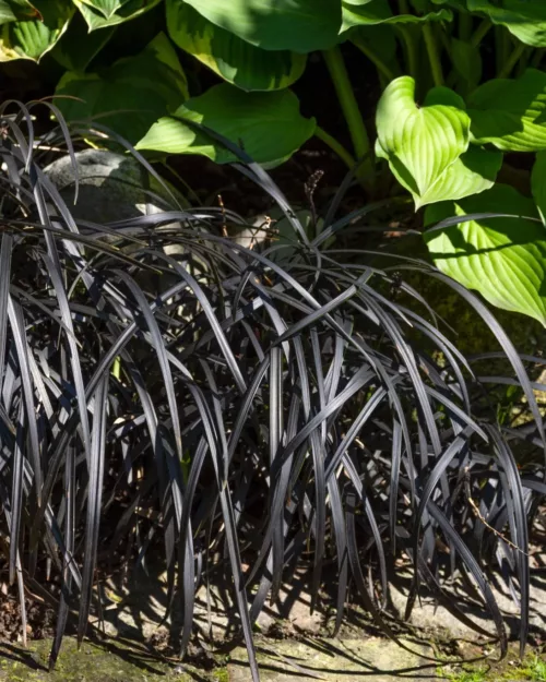 Ophiopogon planiscapus 'Nigrescens', Schlangenbart