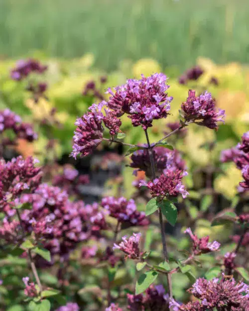 Origanum laevigatum 'Rosenkuppel', Blumen-Dost, Zier-Dost