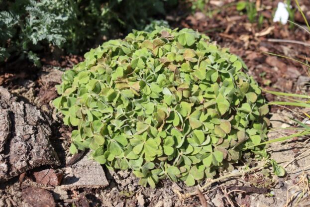 Oxalis articulata var. rubra