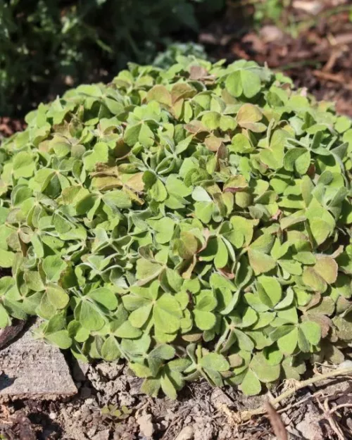 Oxalis articulata var. rubra