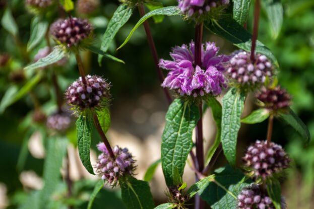 Phlomis tuberosa, Knolliges Brandkraut