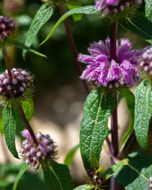 Phlomis tuberosa, Knolliges Brandkraut