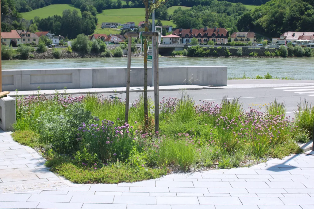 Staudenwiese an der Donau