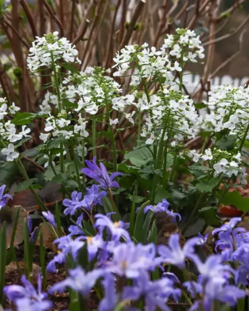 Pachyphragma macrophylla, Wald-Schaumkraut