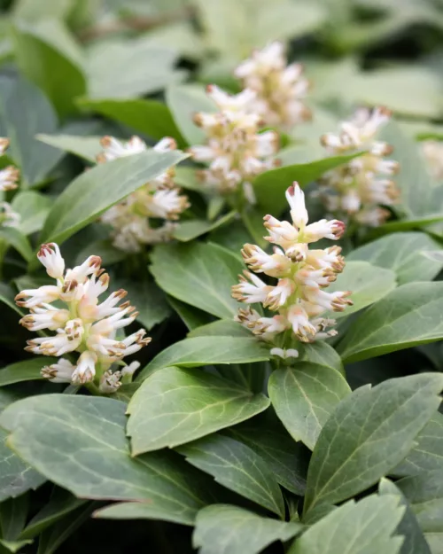 Pachysandra terminalis