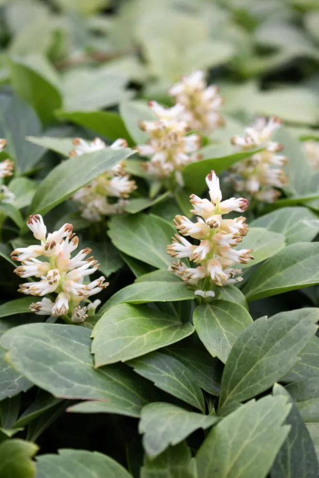 Pachysandra terminalis