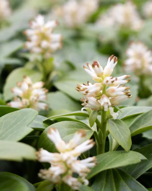 Pachysandra terminalis