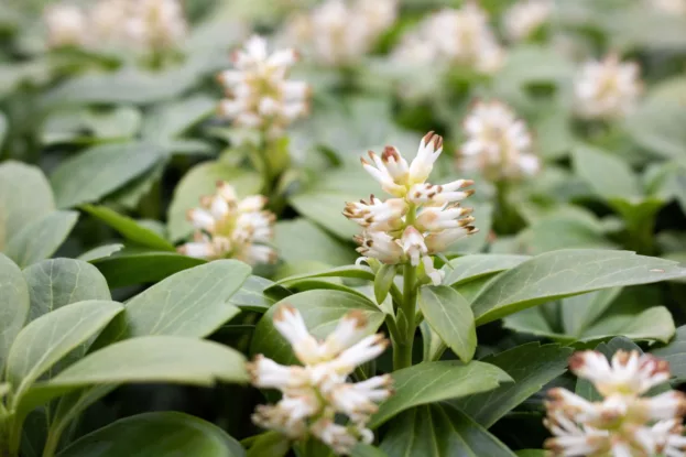 Pachysandra terminalis