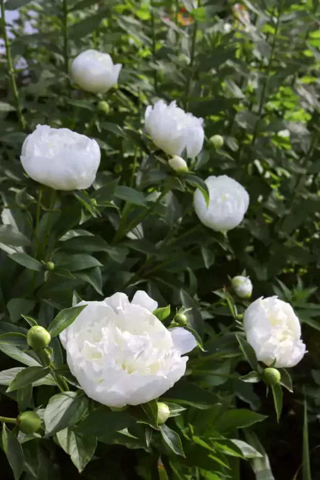 Paeonia 'Shirley Temple', Chinesische Pfingstrose