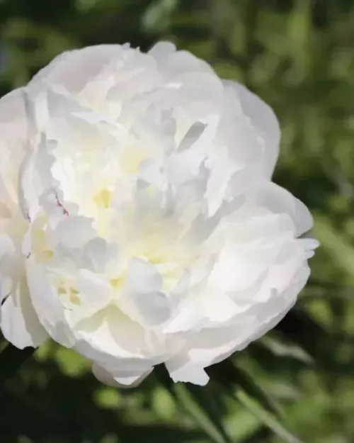 Paeonia 'Shirley Temple', Chinesische Pfingstrose