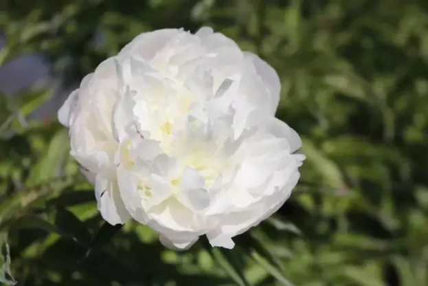 Paeonia 'Shirley Temple', Chinesische Pfingstrose