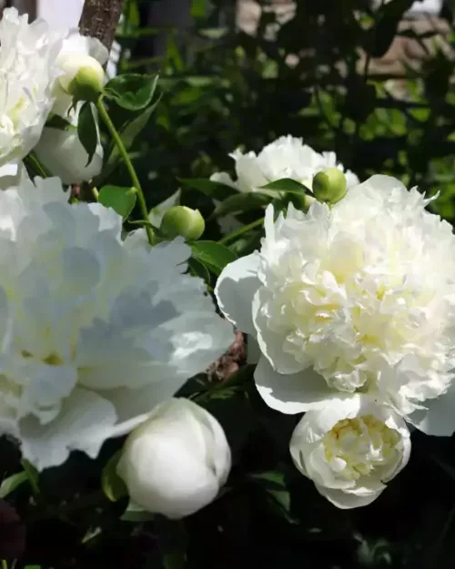 Paeonia 'Shirley Temple', Chinesische Pfingstrose