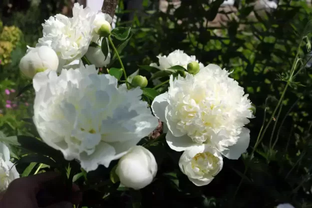 Paeonia 'Shirley Temple', Chinesische Pfingstrose