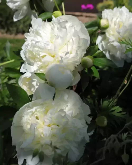 Paeonia 'Shirley Temple', Chinesische Pfingstrose