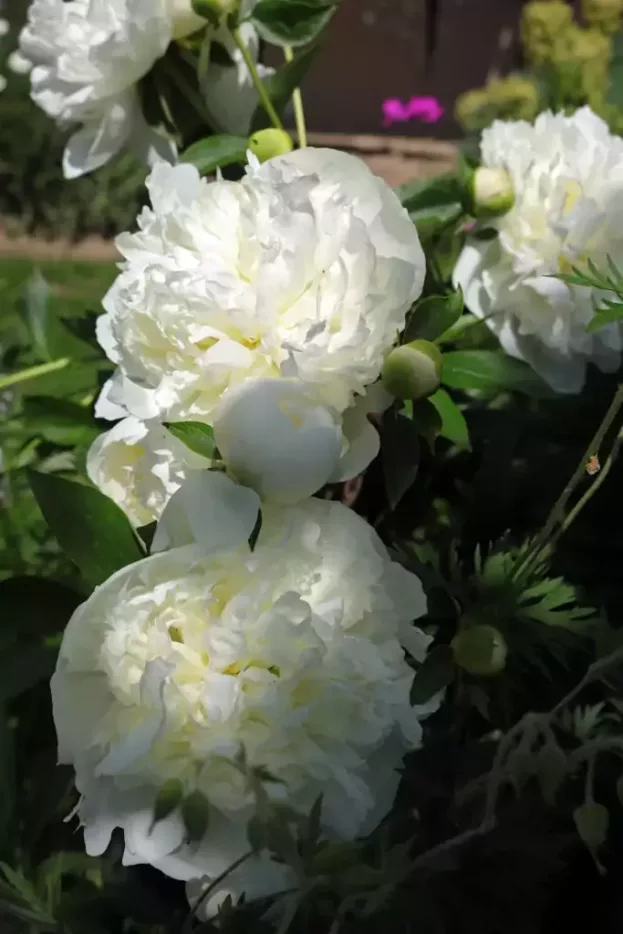 Paeonia 'Shirley Temple', Chinesische Pfingstrose