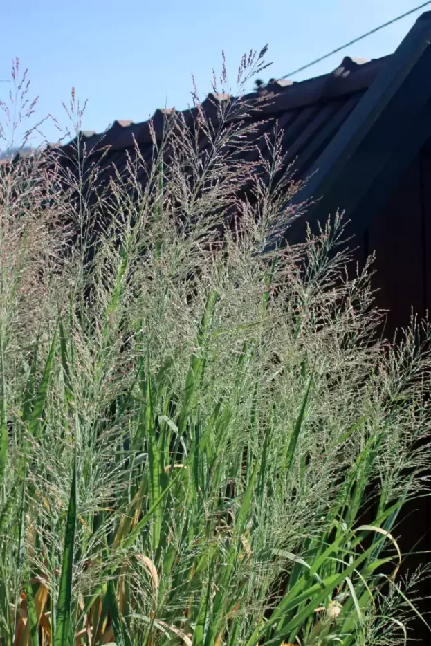 Panicum 'Dallas Blues', Rutenhirse