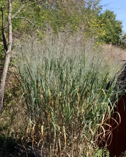 Panicum 'Dallas Blues', Rutenhirse