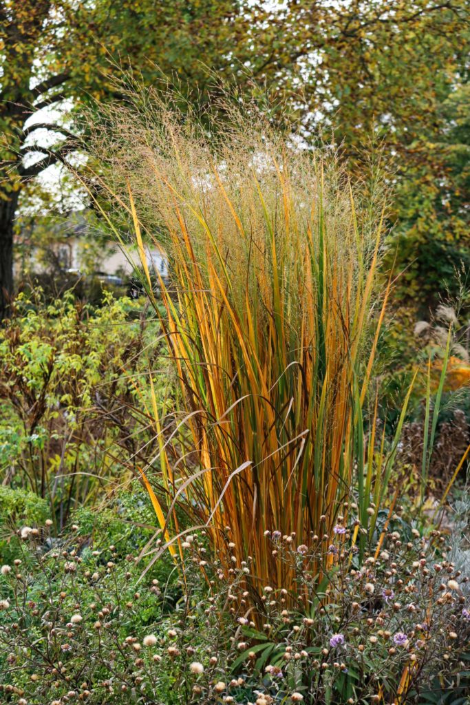 SäulenRutenhirse Panicum virgatum 'Northwind'