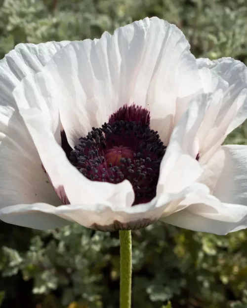 Papaver orientale 'Royal Wedding', Orientalischer Mohn