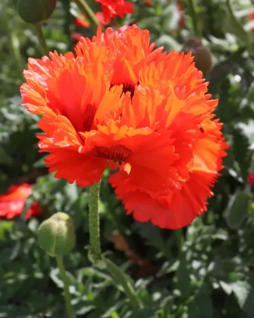 Papaver orientale 'Türkenlouis', Orientalischer Mohn