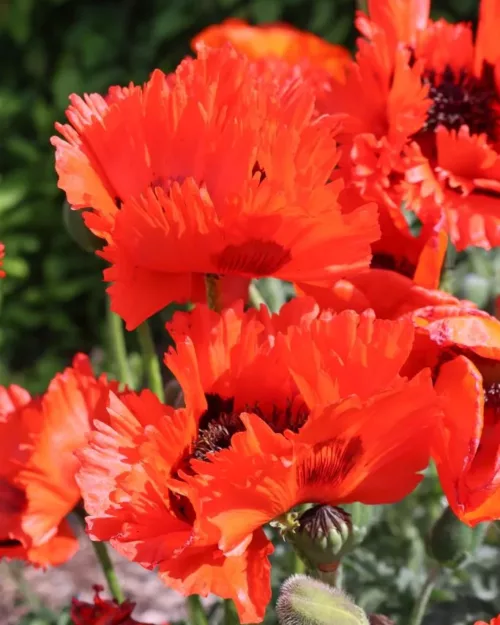 Papaver orientale 'Türkenlouis', Orientalischer Mohn