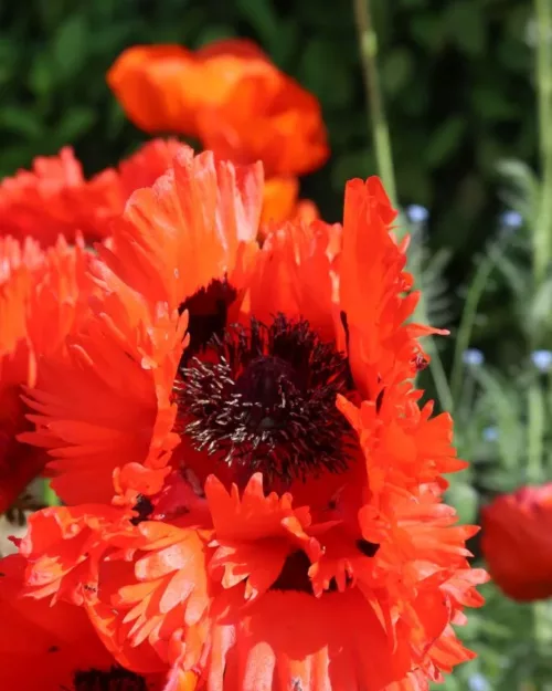 Papaver orientale 'Türkenlouis', Orientalischer Mohn