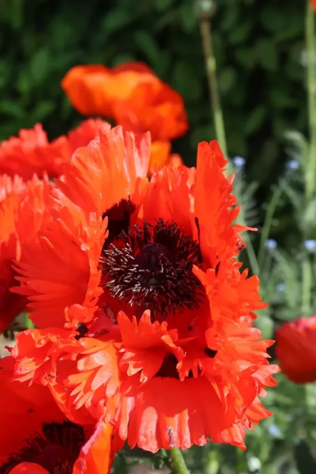 Papaver orientale 'Türkenlouis', Orientalischer Mohn