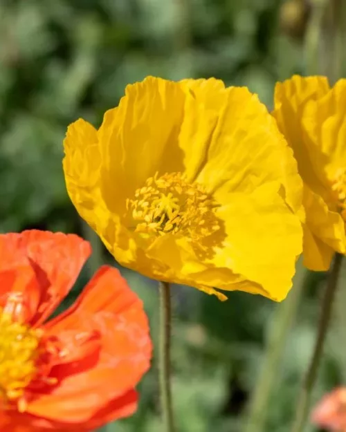Papaver nudicaule 'Gartenzwerg', Island-Mohn