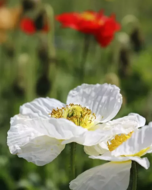 Papaver nudicaule 'Gartenzwerg', Island-Mohn