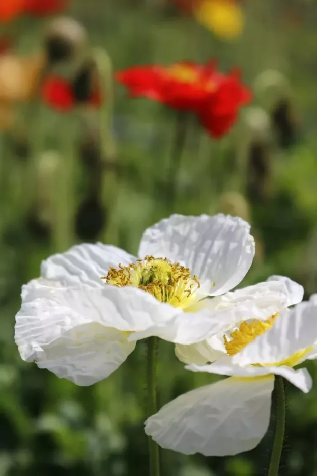 Papaver nudicaule 'Gartenzwerg', Island-Mohn