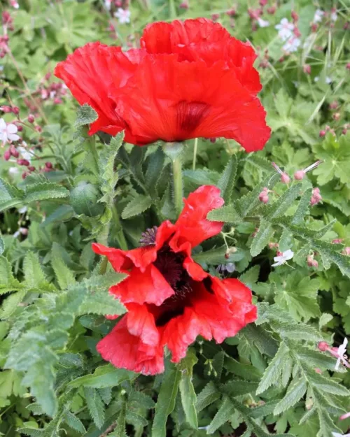 Papaver orientale 'Beauty of Livermere', Orientalischer Mohn, Türkischer Mohn