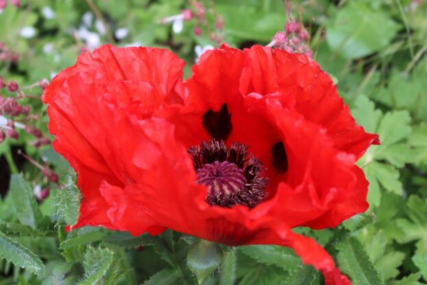 Papaver orientale 'Beauty of Livermere', Orientalischer Mohn, Türkischer Mohn