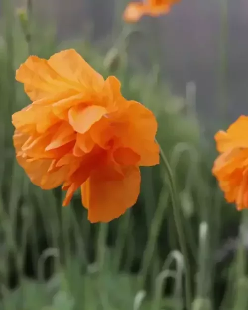 Papaver rupifragum, Spanischer Mohn