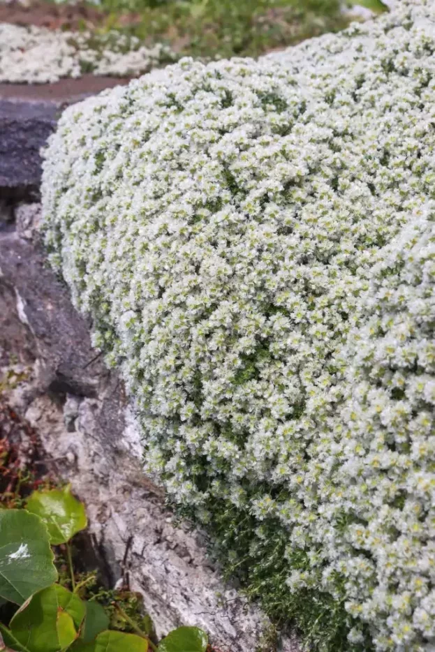 Paronychia kapela ssp. serpyllifolia, Mauer-Miere