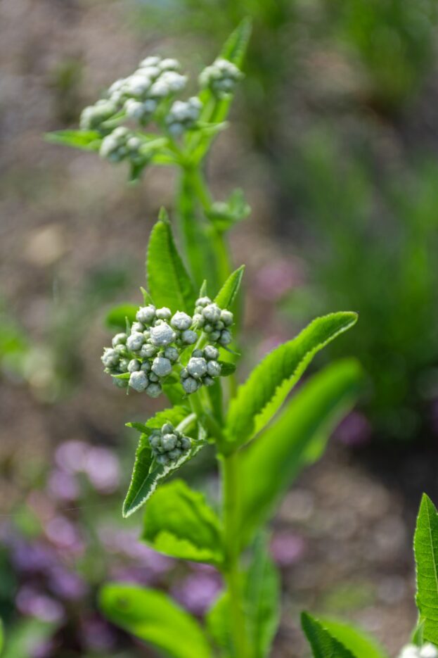 Parthenium integrifolia, Weißes Chinin, Prärieampfer