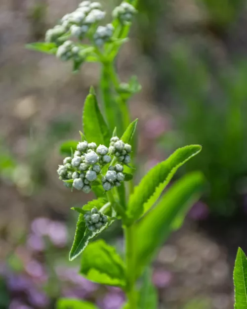 Parthenium integrifolia, Weißes Chinin, Prärieampfer