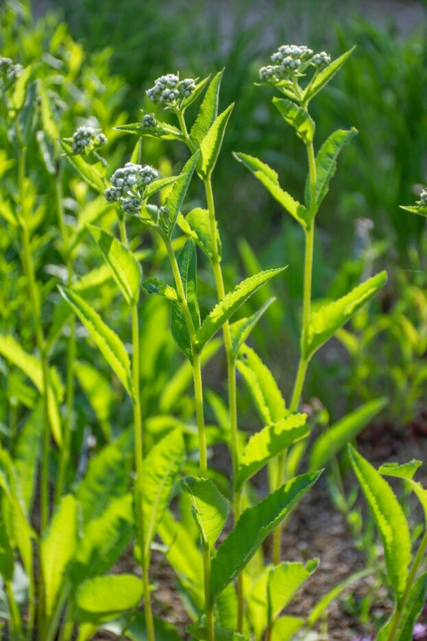 Parthenium integrifolia, Weißes Chinin, Prärieampfer