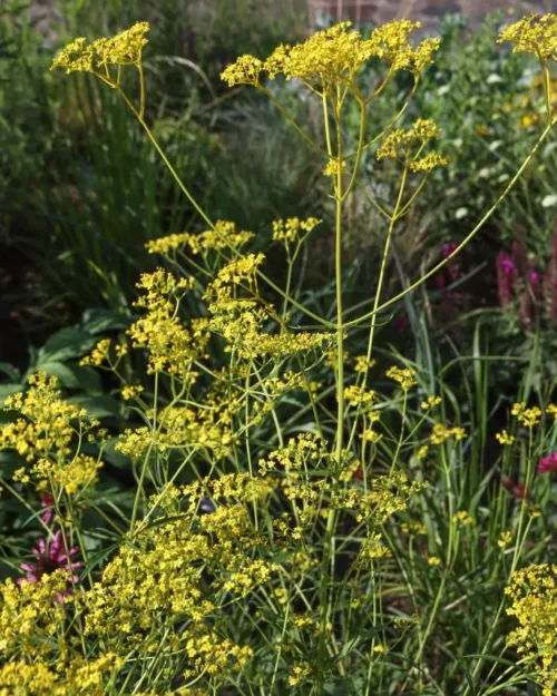 Patrinia scabiosifolia, Hoher Goldbaldrian