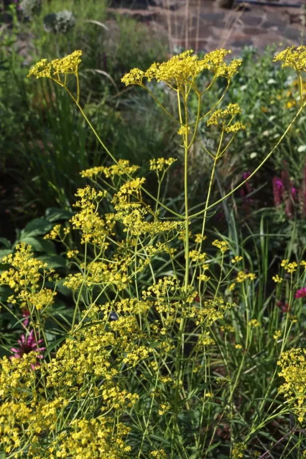 Patrinia scabiosifolia, Hoher Goldbaldrian