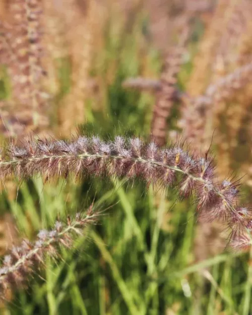 Pennisetum orientale 'Flamingo', Lampenputzergras